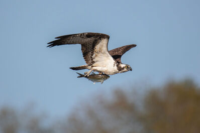 Homes for watching wildlife